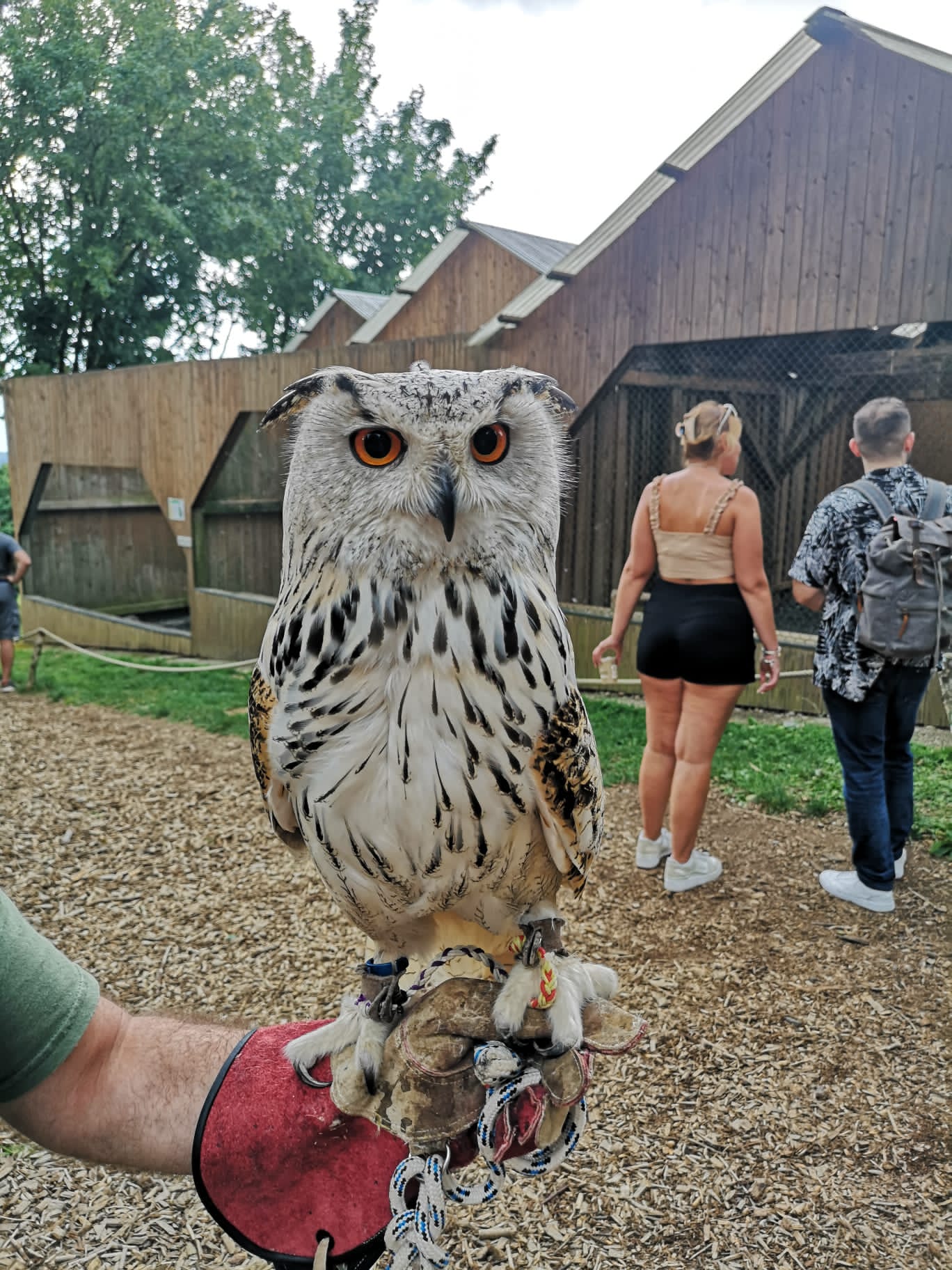 Greifvogel / Eule